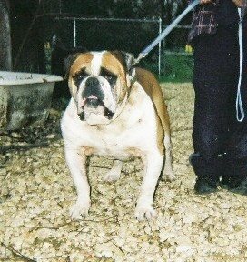 MY Bulldogges Tank | Olde English Bulldogge 