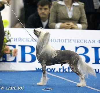 Zholesk Dzhoker | Chinese Crested 