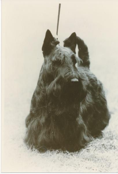 Sandgreg's Editorial | Scottish Terrier 