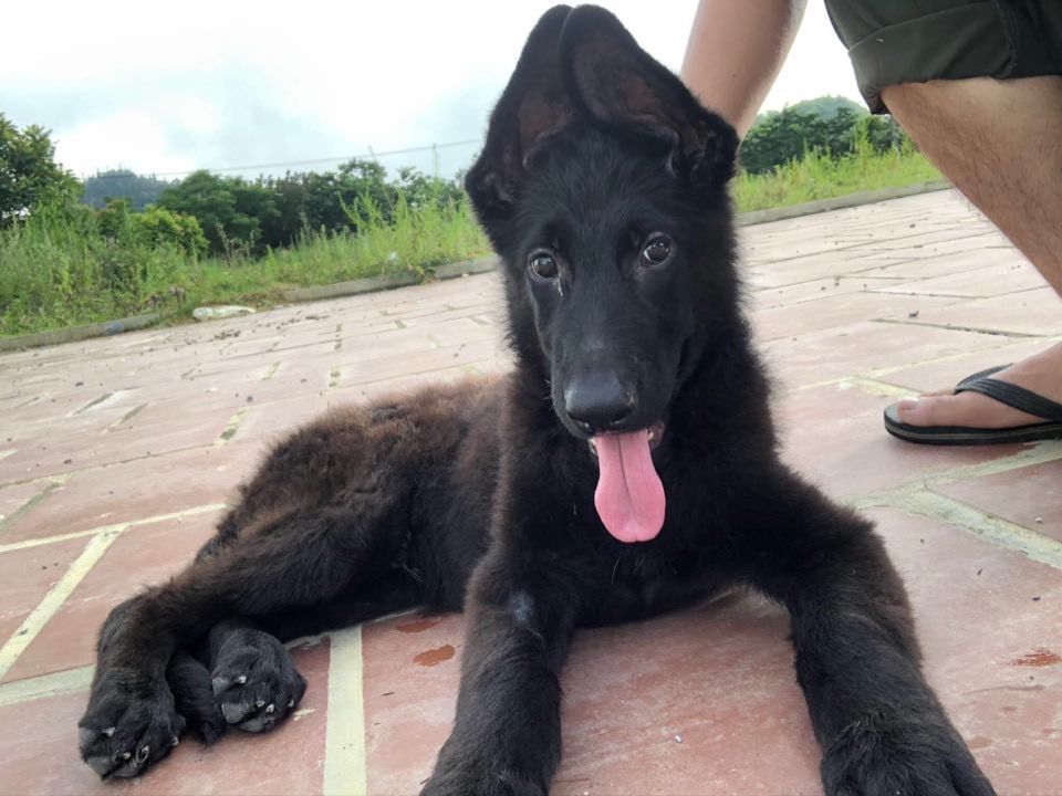 Uus vom nhung nguyen HN | Carpathian Sheepdog 