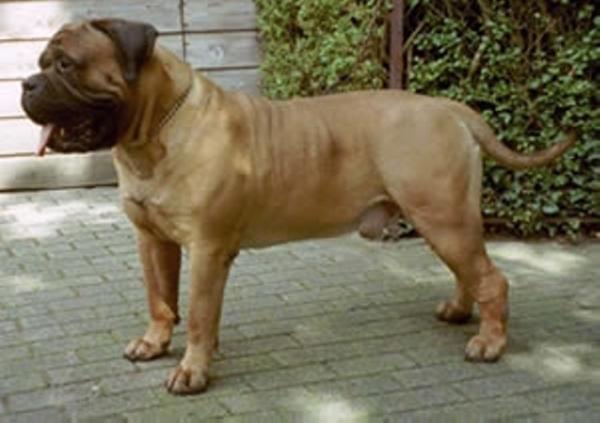Igoor | Bullmastiff 