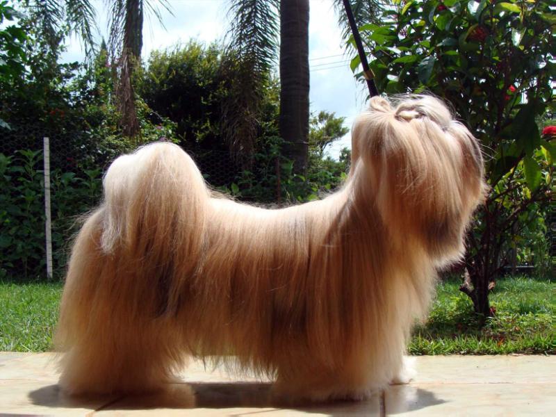 Bonnie Elizabeth Lhas Potala | Lhasa Apso 