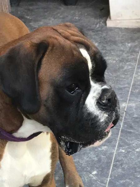 Buzz di Solaro Greco | Boxer 