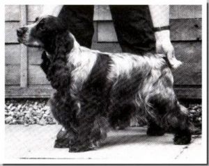 Shelohn Surely Great Of Lennoxgrove | English Cocker Spaniel 