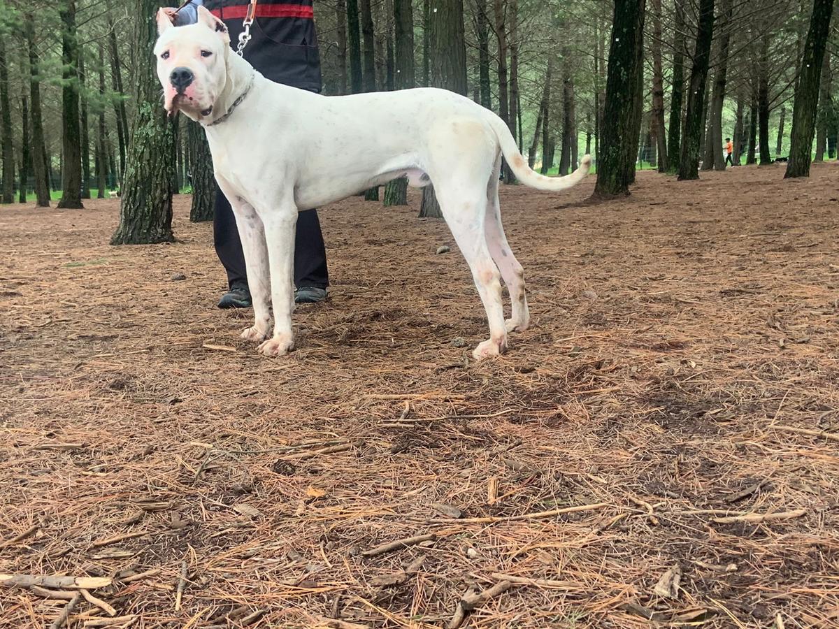 Balto Almanza | Argentine Dogo 