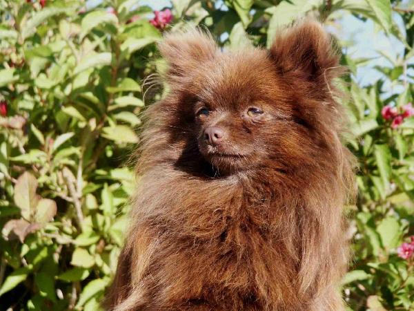 Ultra Chocolat de Flashaway | Pomeranian 