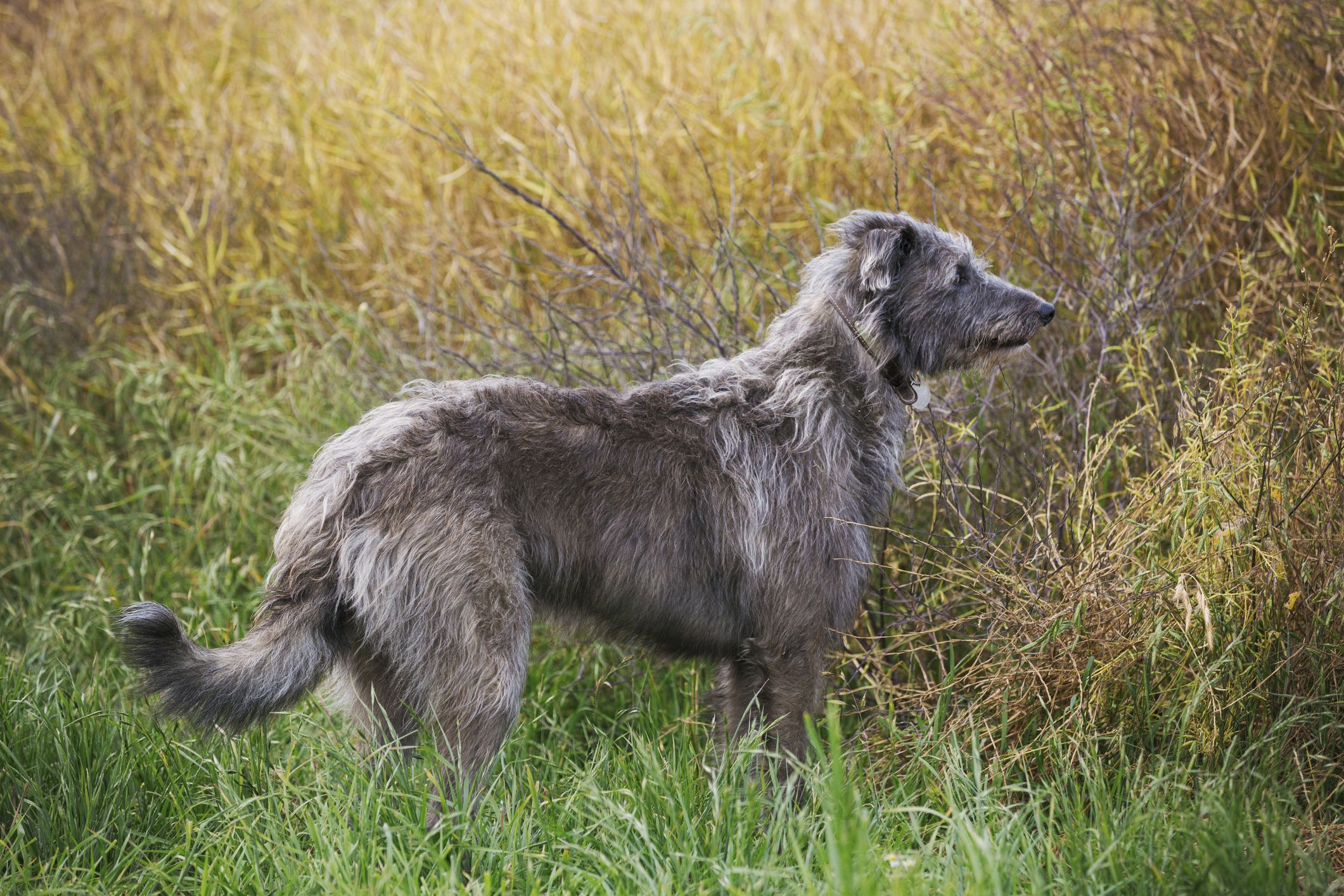 Scottish Deerhound