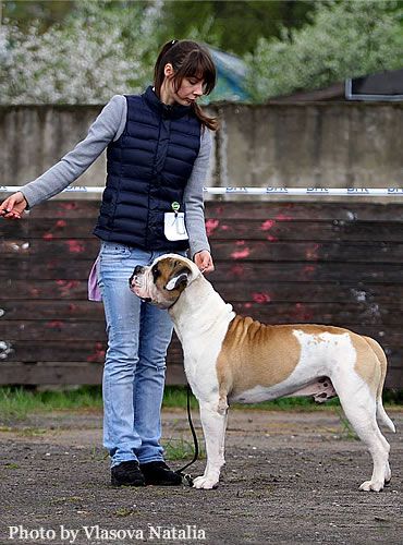 Grand Future Unique Macho | American Bulldog 