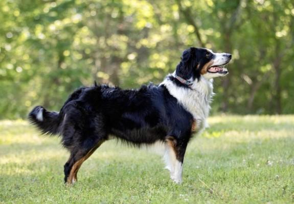 Maple Grove Farm Journey | English Shepherd 