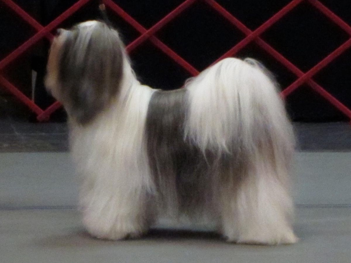 TARAGIRI SHIN-TSA | Tibetan Terrier 