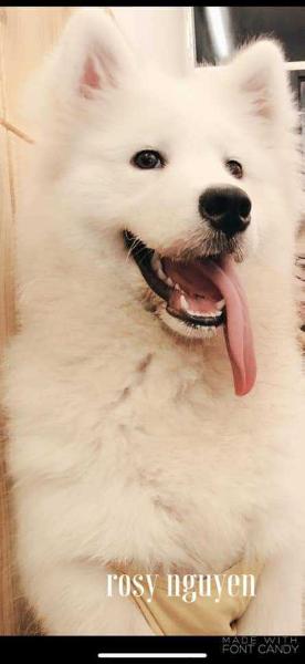 Sormovskaya Zarya Yunessa Snezhnaya Princessa | Samoyed 