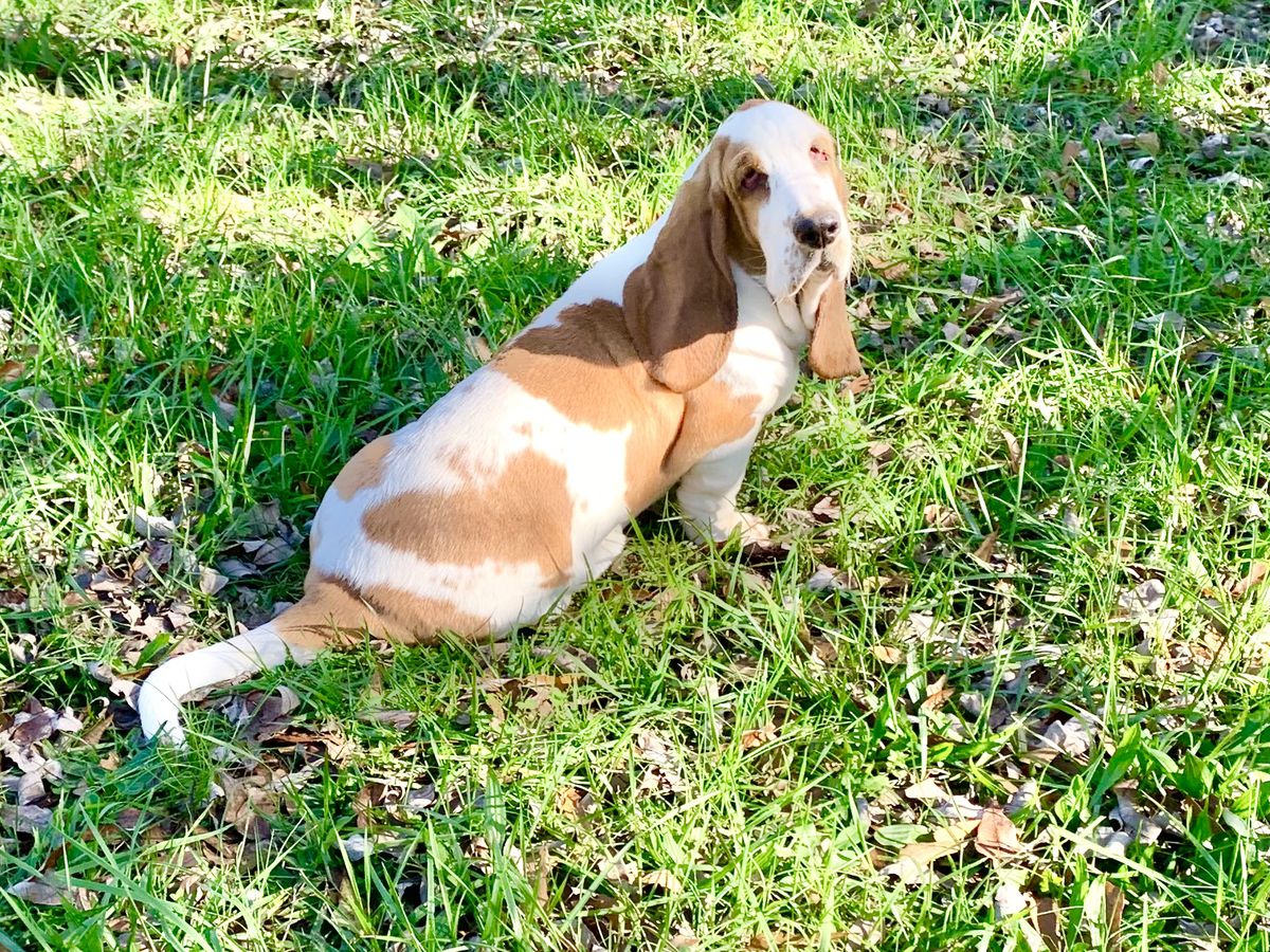 Gypsy Queen Camille's Clementine | Basset Hound 