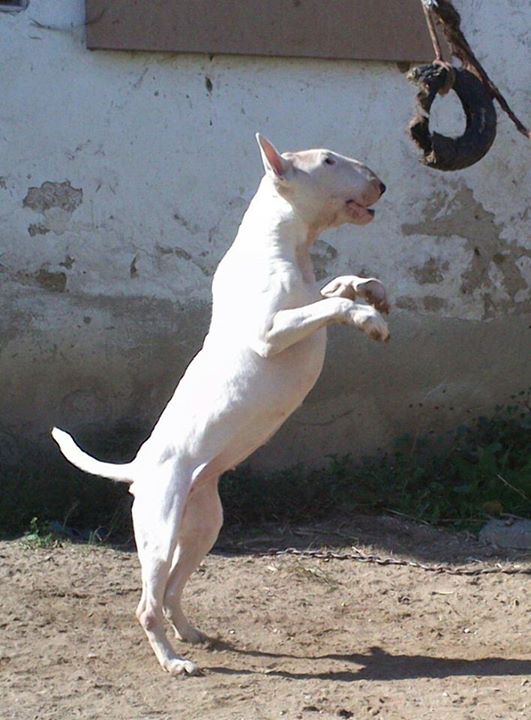 Power King Miryan Amy | Bull Terrier 