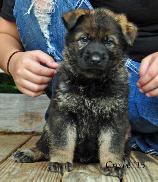 Bach vom Blutfeuer | German Shepherd Dog 