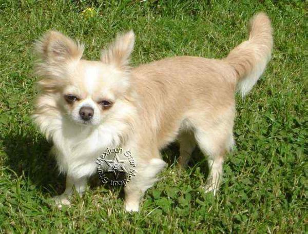 Unforgiven Star of Blue Diamonts | Chihuahua 