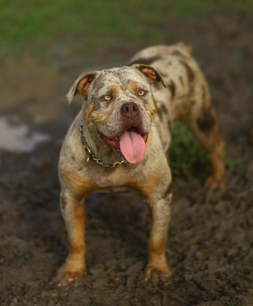 Tumbling Creek's Zelda of Cannon Bulldogs | Olde English Bulldogge 