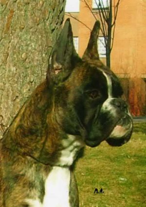 basilia | Boxer 