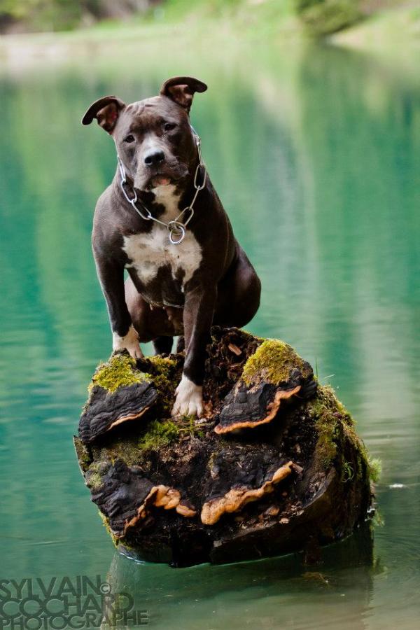 Furry | American Staffordshire Terrier 