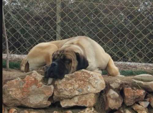 CONAN KOCA PATILER | Cane Corso 