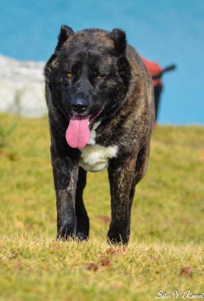 Hranitel Gor Shahe | Caucasian Mountain Dog 