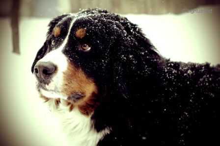 Gerra Atilana Starzhy | Bernese Mountain Dog 