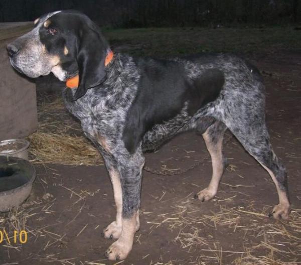 Uchtman's So Blue Timber | Bluetick Coonhound 