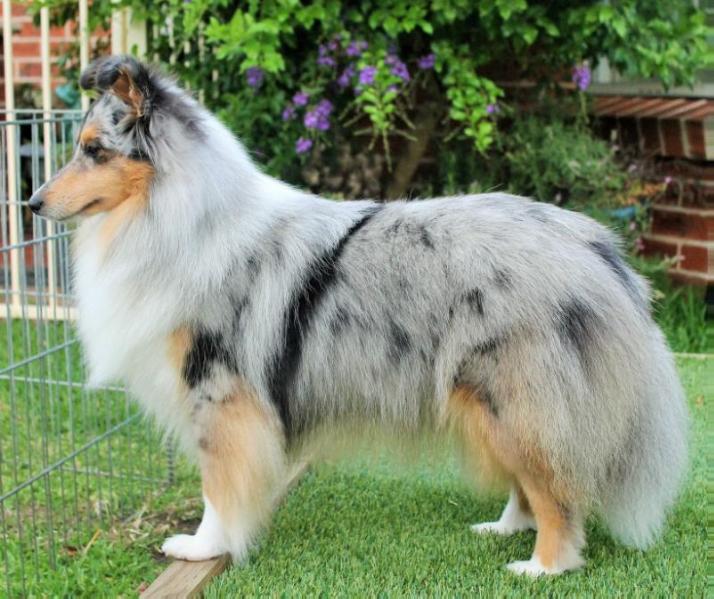 Peerielee Colours Of The Wind | Shetland Sheepdog 