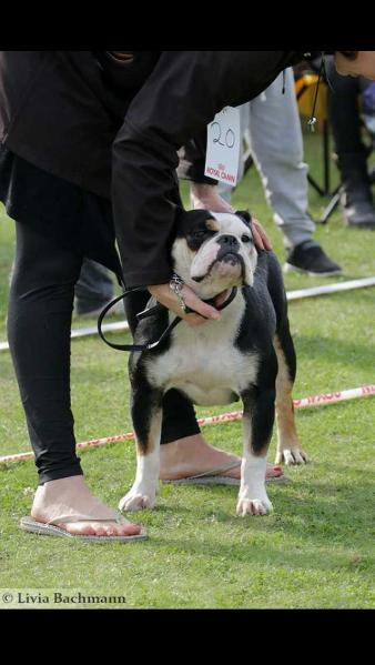 Stoltzes Iowa | Olde English Bulldogge 