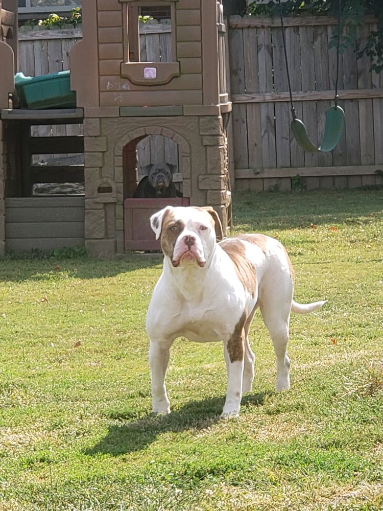 Centerbull's Rainy Day of Hollon’s | American Bulldog 