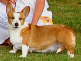 Branwen Lisiura | Cardigan Welsh Corgi 