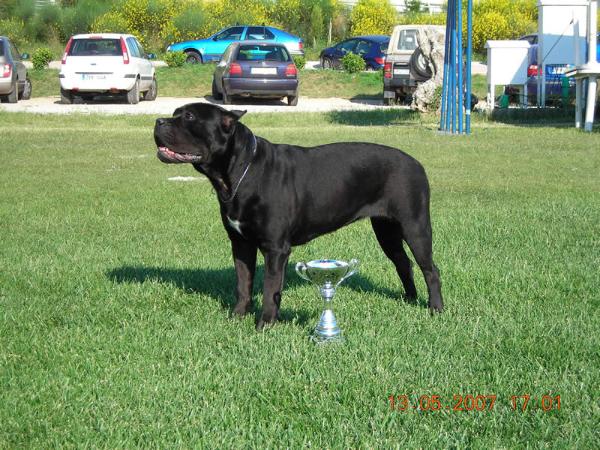 Simona del rosso malpelo | Cane Corso 