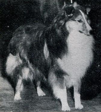 Tess's Trump Card of Wadmalaw | Shetland Sheepdog 