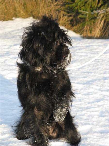 Dreamberry Happy Angel | Affenpinscher 