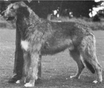 Carrokeel Merlin Coillte | Irish Wolfhound 