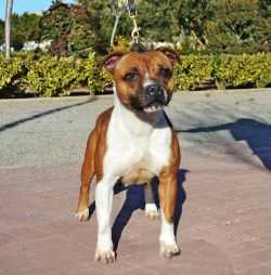 Stormfire Strawberry Cheesecake | Staffordshire Bull Terrier 