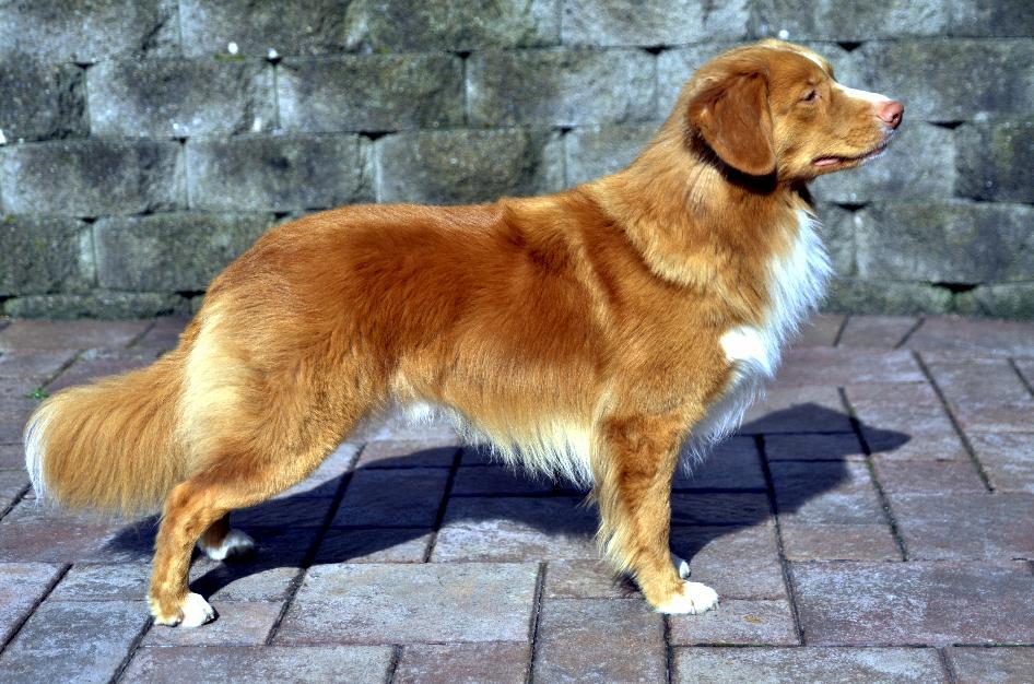 Alba Nuadh McStevie's Atma Bagheera | Nova Scotia Duck Tolling Retriever 