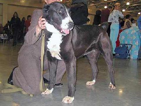 ??? ????? ????? | Central Asian Shepherd Dog 