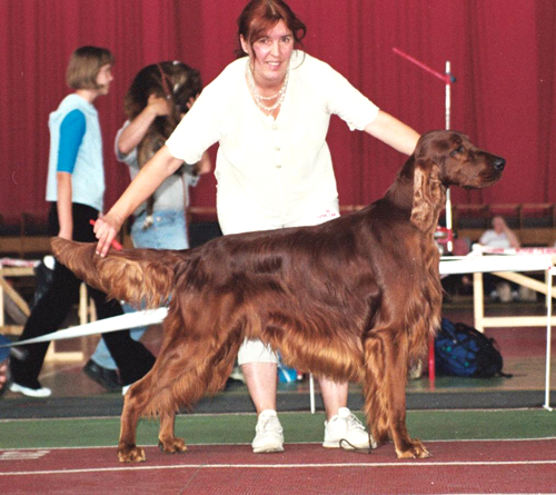 ZAPACH JASMINU z Arislanu | Irish Setter 