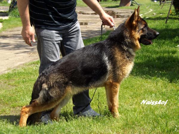 Kimon 'Orbit x Daria' | German Shepherd Dog 