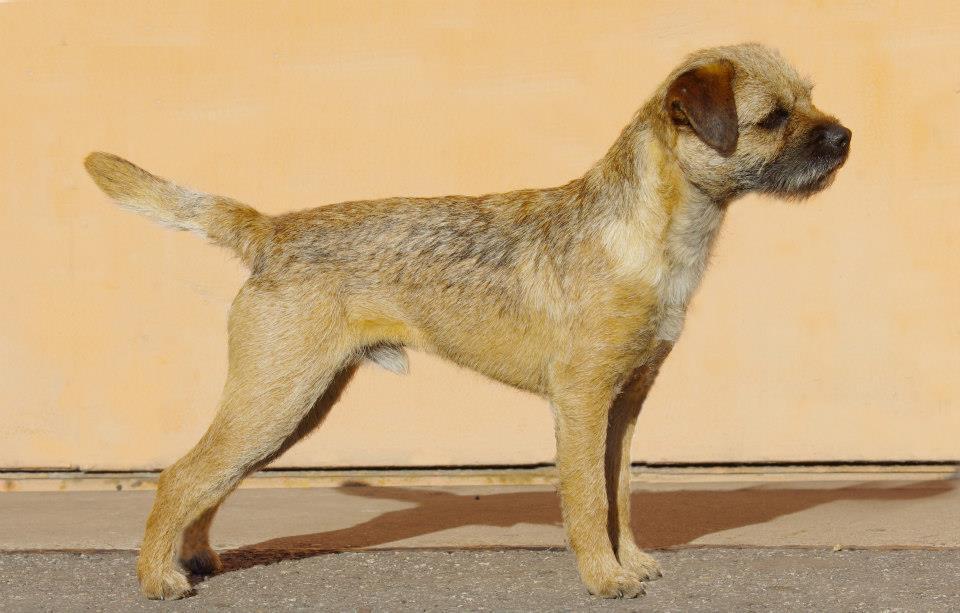 Aiga Viva Ignace Boitaclou | Border Terrier 