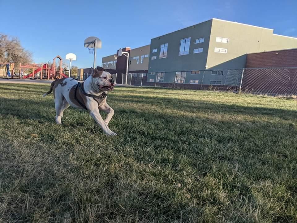 VAN METER'S REYNA | American Bulldog 