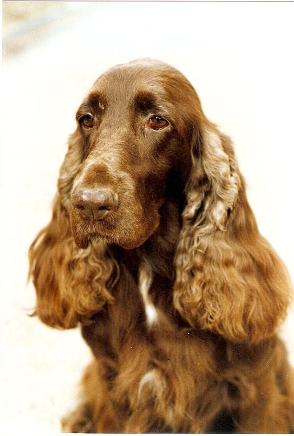 Brooklet's Dancing Dwina | Field Spaniel 