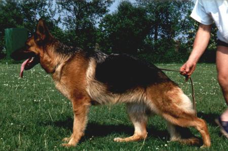 Cherry am Kloosterbergen | German Shepherd Dog 