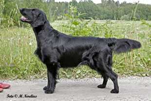 Almanza Absolute Exodus | Flat-Coated Retriever 