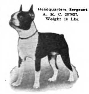 Headquarters Sergeant (267037) | Boston Terrier 