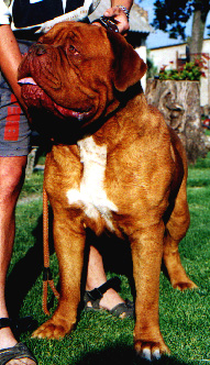 Pomaz Orzoje Azur | Dogue de Bordeaux 