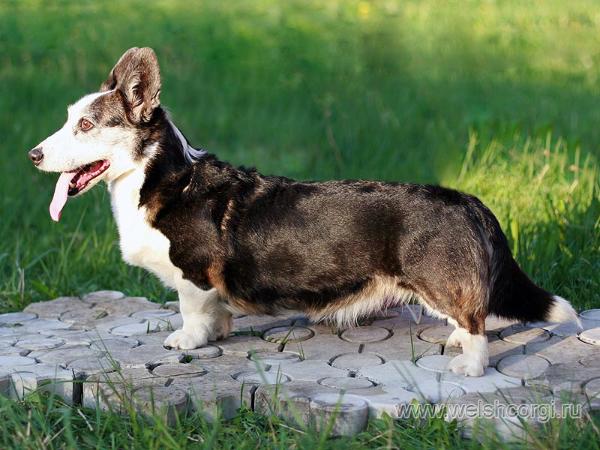 Blondie`s OUR FIRST TRI | Cardigan Welsh Corgi 