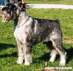 Jasper v. Kreuzbruch | Standard Schnauzer 