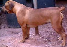 Nostras Lallique | African Boerboel 