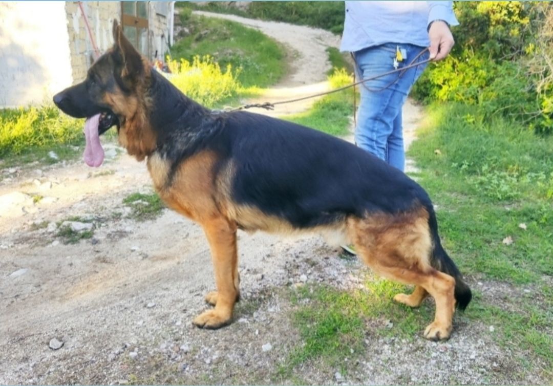 Hettel von Starke Schloss | German Shepherd Dog 